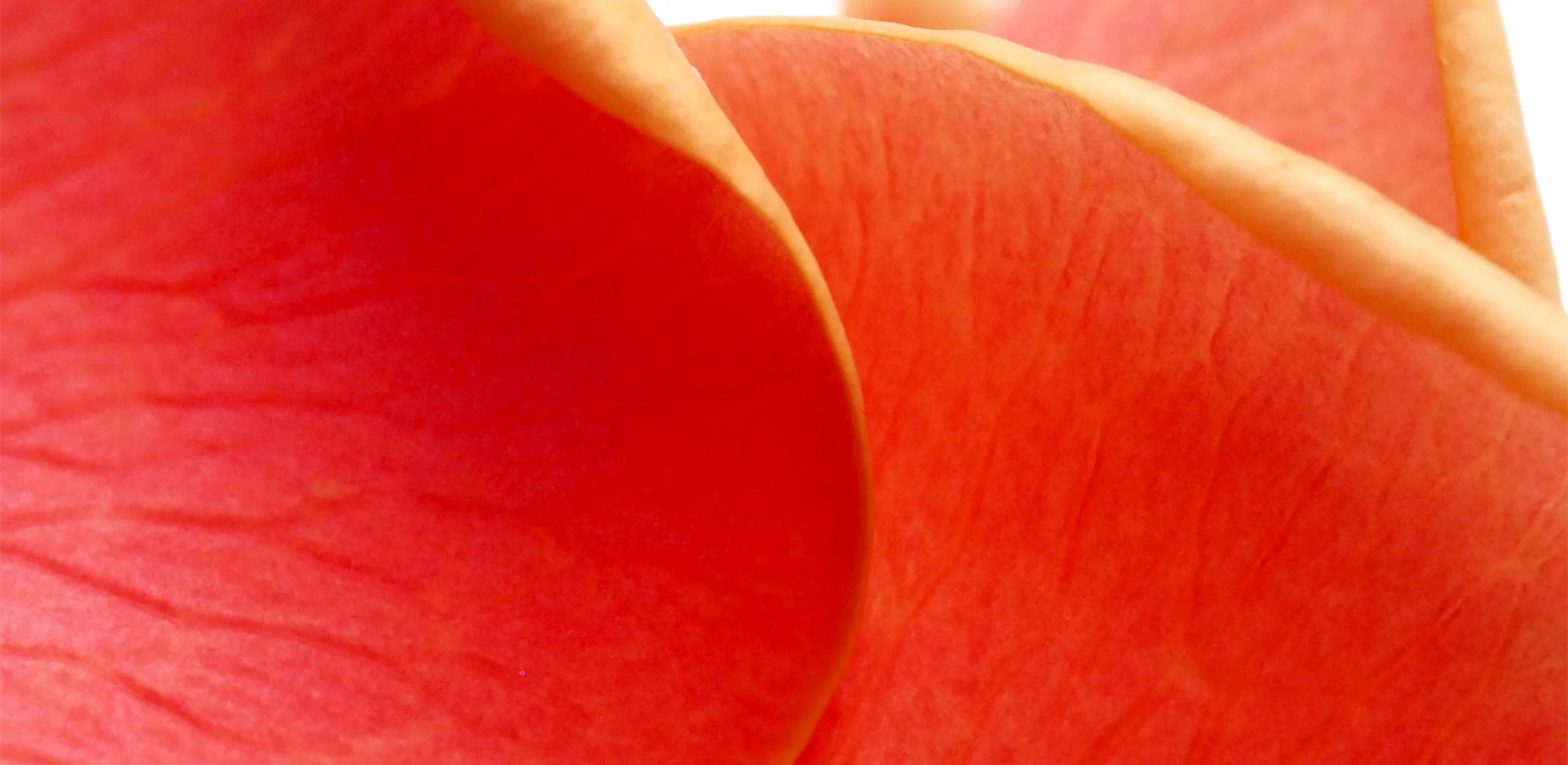 Collagen & Cellulite: What Every Woman Should Know