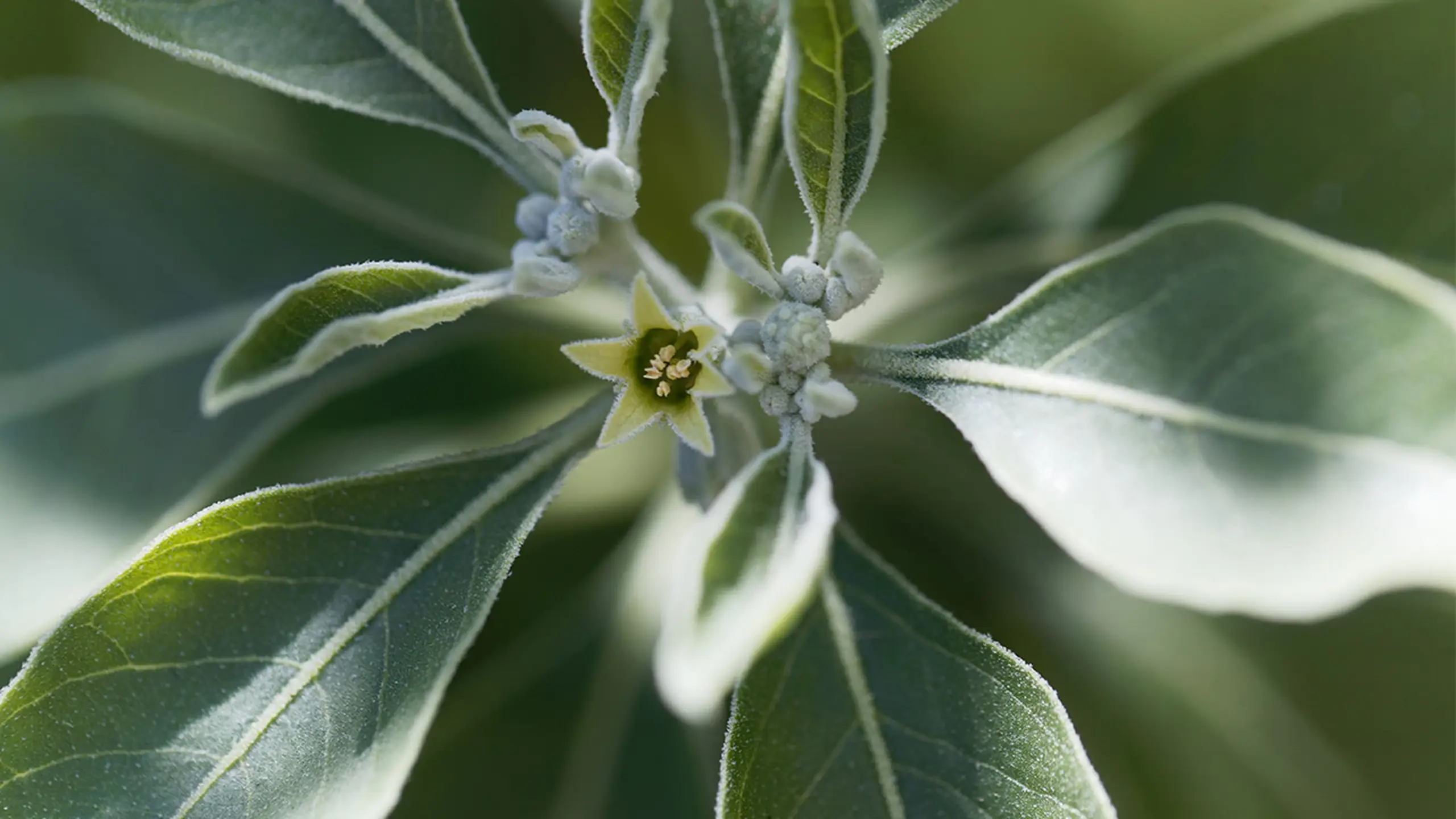 Ashwagandha: Effects & More of the Winter Berry Under the Microscope