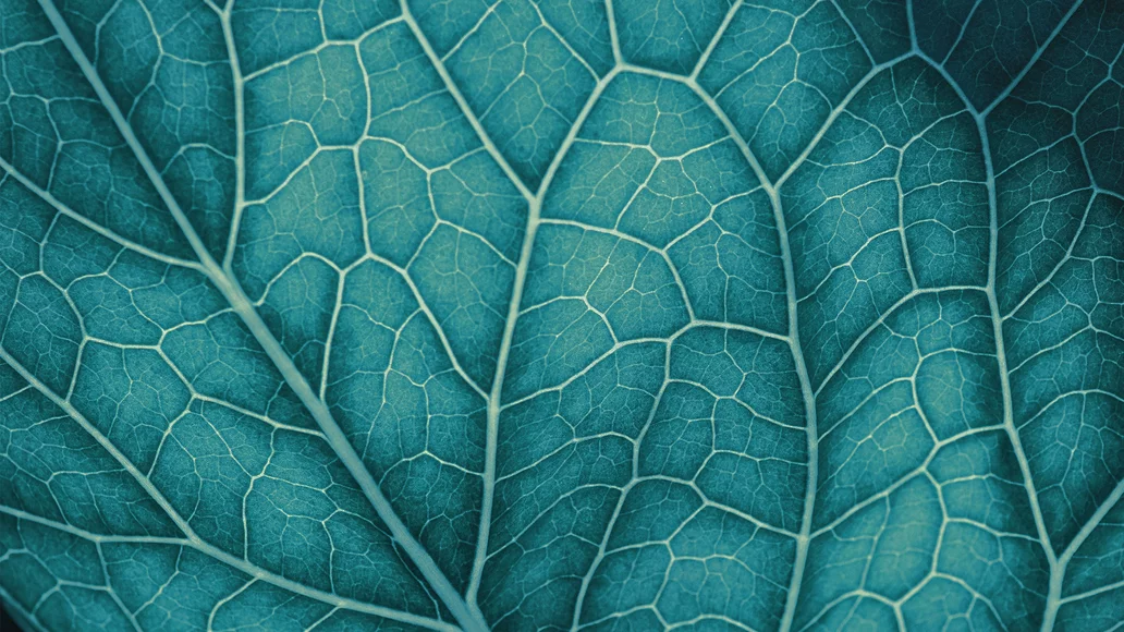 Cardiovascular Health